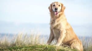 Golden retriever