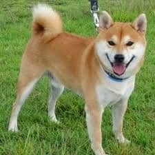ชิบะ อินุ