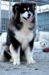 alaskan malamute